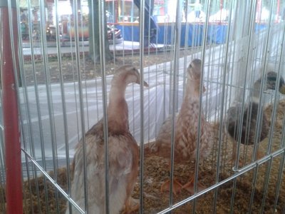 2013-08-25 11.43.22.jpg (125.82 KiB) Osservato 515 volte 2013-08-25 11.43.22.jpg