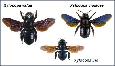 le 3 specie presenti in Italia / 1 - TAVOLA -SPECIE-XYLOCOPA.jpg 1 - TAVOLA -SPECIE-XYLOCOPA.jpg