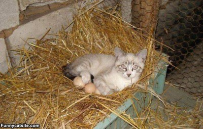 1395203_590078417694154_421257415_n.jpg (54.91 KiB) Osservato 665 volte 1395203_590078417694154_421257415_n.jpg