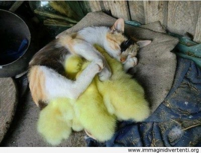 o.jpg (157.28 KiB) Osservato 565 volte o.jpg