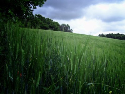 questo è il mio grano della scorsa produzione, era primavera... / 942556_629186830442477_1465277302_n.jpg 942556_629186830442477_1465277302_n.jpg