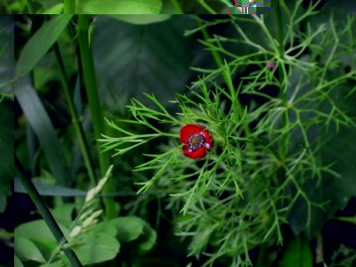 969428_629187487109078_1100566197_n.jpg (44.39 KiB) Osservato 664 volte 969428_629187487109078_1100566197_n.jpg