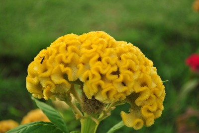 800px-Celosia_cristataII.jpg (56.27 KiB) Osservato 700 volte 800px-Celosia_cristataII.jpg