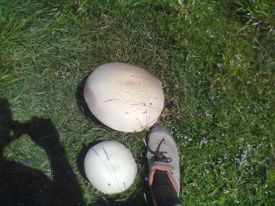 funghetti.jpg (214.47 KiB) Osservato 555 volte funghetti.jpg