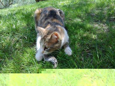 Frida-1.jpg (240.32 KiB) Osservato 635 volte Frida-1.jpg