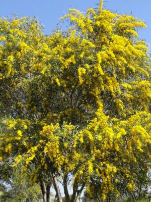 Mimosa spontanea nella costa, fiorisce a Pasqua / DSC09797.jpg DSC09797.jpg