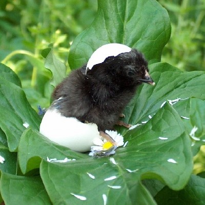 924298_737414669632706_296395294_n.jpg (130.95 KiB) Osservato 459 volte 924298_737414669632706_296395294_n.jpg