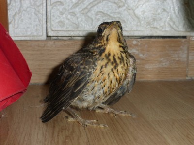 P1020238.JPG (166 KiB) Osservato 645 volte P1020238.JPG