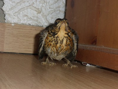 P1020237.JPG (161.5 KiB) Osservato 645 volte P1020237.JPG