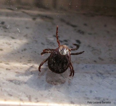 zecca-03.jpg (61.25 KiB) Osservato 643 volte zecca-03.jpg