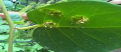 malattia Cappero 1a.jpg (44.14 KiB) Osservato 7007 volte malattia Cappero 1a.jpg