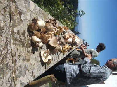 DSCF4393.JPG (83.77 KiB) Osservato 1132 volte DSCF4393.JPG