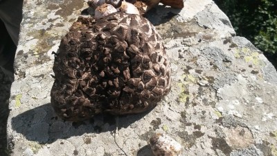 4.jpg (135.71 KiB) Osservato 2038 volte 4.jpg