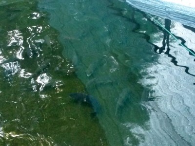 7.jpg (110.75 KiB) Osservato 2288 volte 7.jpg