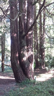 albero-matite-b.jpg (271.22 KiB) Osservato 2169 volte albero-matite-b.jpg