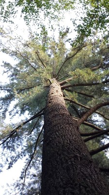 pino-lambert-b.jpg (296.42 KiB) Osservato 2169 volte pino-lambert-b.jpg