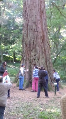sequoia-b.jpg