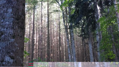 douglasie-b.jpg (282.33 KiB) Osservato 2164 volte douglasie-b.jpg