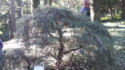 pino-himalaiano-b.jpg (264.19 KiB) Osservato 2163 volte pino-himalaiano-b.jpg