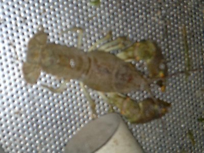 27092014706.jpg (89.31 KiB) Osservato 2023 volte 27092014706.jpg