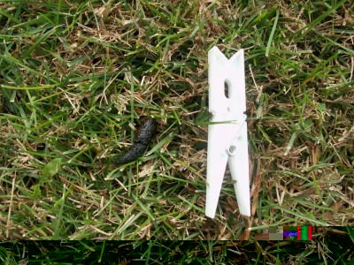 Ricordino .JPG (256.66 KiB) Osservato 729 volte Ricordino .JPG