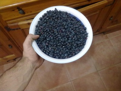 mutta.jpg (104.85 KiB) Osservato 1056 volte mutta.jpg