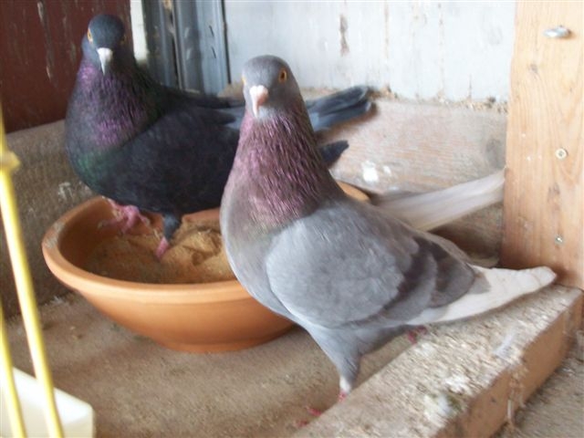 linea Morris Hole.JPG linea Morris Hole.JPG