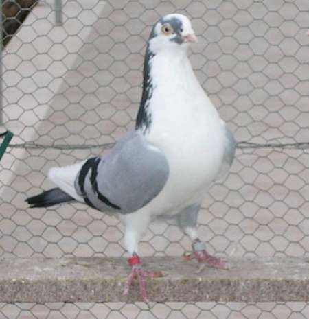 normal27281tb2.jpg normal27281tb2.jpg