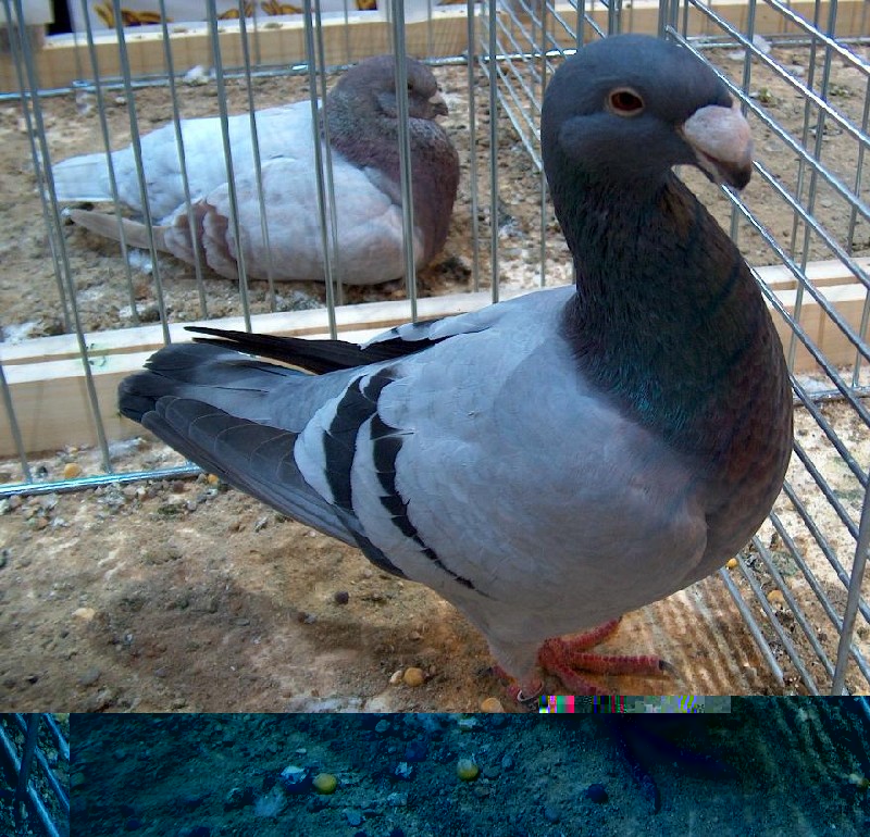 Colombo deutsche SchauTaube blu con fasce.JPG Colombo deutsche SchauTaube blu con fasce.JPG