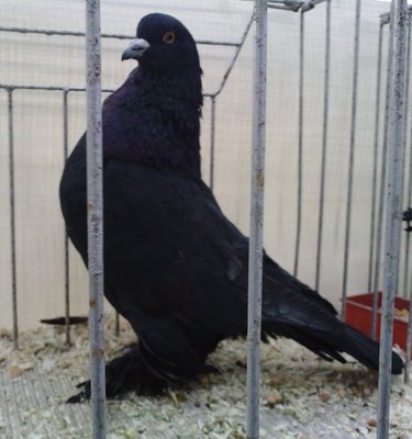 ASCOLANO,nero.jpg (75.62 KiB) Osservato 758 volte ASCOLANO,nero.jpg