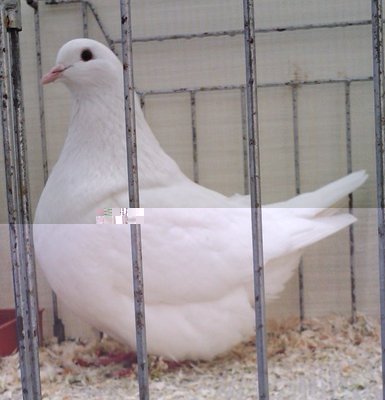 MONDANO,bianco.jpg (73.38 KiB) Osservato 757 volte MONDANO,bianco.jpg