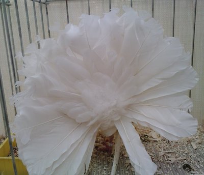 PAVONCELLO,bianco,.jpg (77.5 KiB) Osservato 757 volte PAVONCELLO,bianco,.jpg