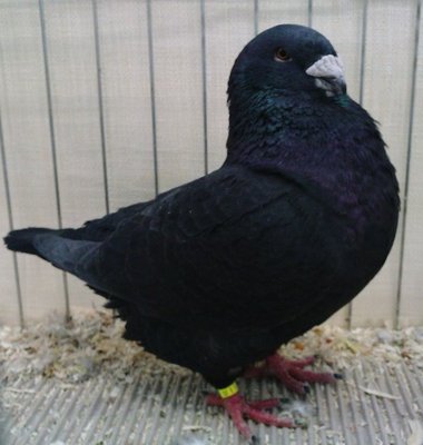 GIANTHOMER,nero.jpg (61.59 KiB) Osservato 976 volte GIANTHOMER,nero.jpg