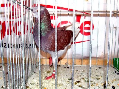 expo FAENZA  - 083.JPG (98.66 KiB) Osservato 1017 volte expo FAENZA  - 083.JPG