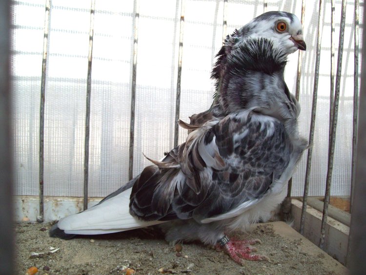 Cravattato Cinese / 100_0580.JPG 100_0580.JPG