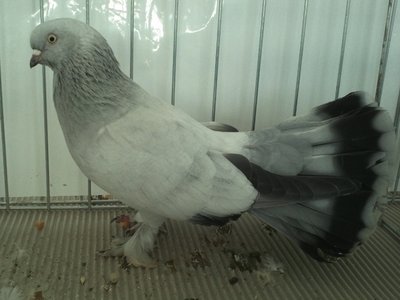 SELDSCHUKE,ghiaccio.jpg (302.63 KiB) Osservato 803 volte SELDSCHUKE,ghiaccio.jpg