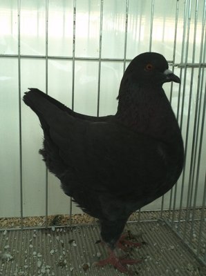 KING,nero.jpg (300.02 KiB) Osservato 795 volte KING,nero.jpg