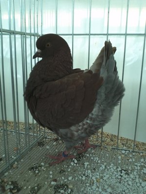 KING,Rosso.jpg (302.45 KiB) Osservato 795 volte KING,Rosso.jpg