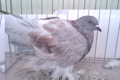 ROMAGNOLO,rosso argento vergato rosso.jpg (307.39 KiB) Osservato 793 volte ROMAGNOLO,rosso argento vergato rosso.jpg