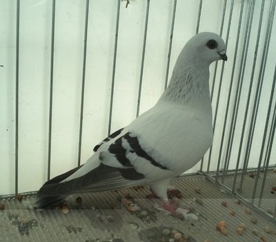 DAMASCENO,Ghiaccio.jpg (329.76 KiB) Osservato 726 volte DAMASCENO,Ghiaccio.jpg