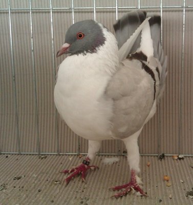 FIORENTINO,argento a verghe brune.jpg (415.39 KiB) Osservato 715 volte FIORENTINO,argento a verghe brune.jpg