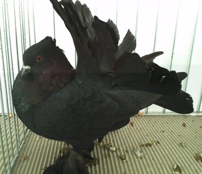 PAVONCELLO INDIANO,Nero.jpg (301.1 KiB) Osservato 715 volte PAVONCELLO INDIANO,Nero.jpg