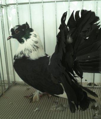 PAVONCELLO INDIANO,Nero tigrato.jpg (318.88 KiB) Osservato 715 volte PAVONCELLO INDIANO,Nero tigrato.jpg