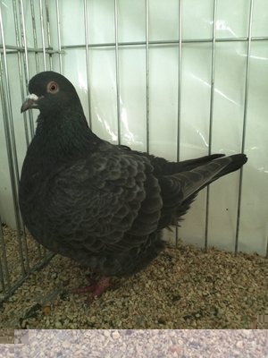 TEXANO,Nero.jpg (303.88 KiB) Osservato 782 volte TEXANO,Nero.jpg