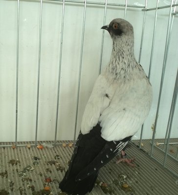 CARDELLINO DANESE,Argentato.jpg (368.26 KiB) Osservato 752 volte CARDELLINO DANESE,Argentato.jpg