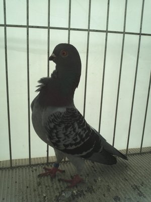CRAVATTATO ITALIANO,blu martellato nero.jpg (266.6 KiB) Osservato 752 volte CRAVATTATO ITALIANO,blu martellato nero.jpg
