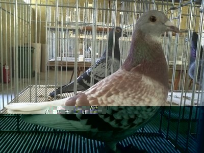 IMG207.jpg (368.08 KiB) Osservato 732 volte IMG207.jpg