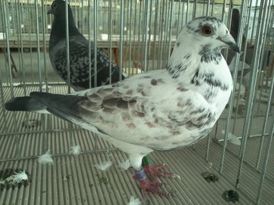 IMG210.jpg (331.77 KiB) Osservato 732 volte IMG210.jpg
