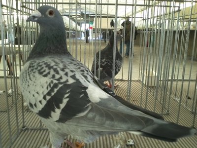 IMG232.jpg (358.11 KiB) Osservato 730 volte IMG232.jpg