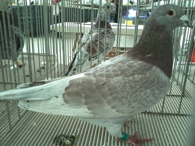 IMG234.jpg (379.24 KiB) Osservato 730 volte IMG234.jpg